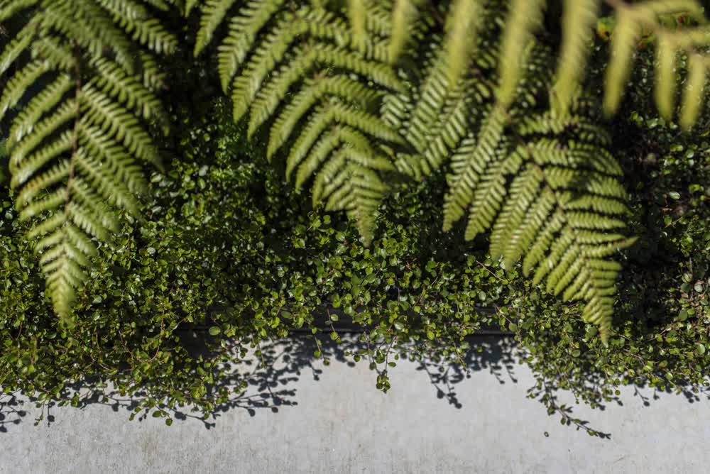 Close-up of ferns and hedge in concrete planter